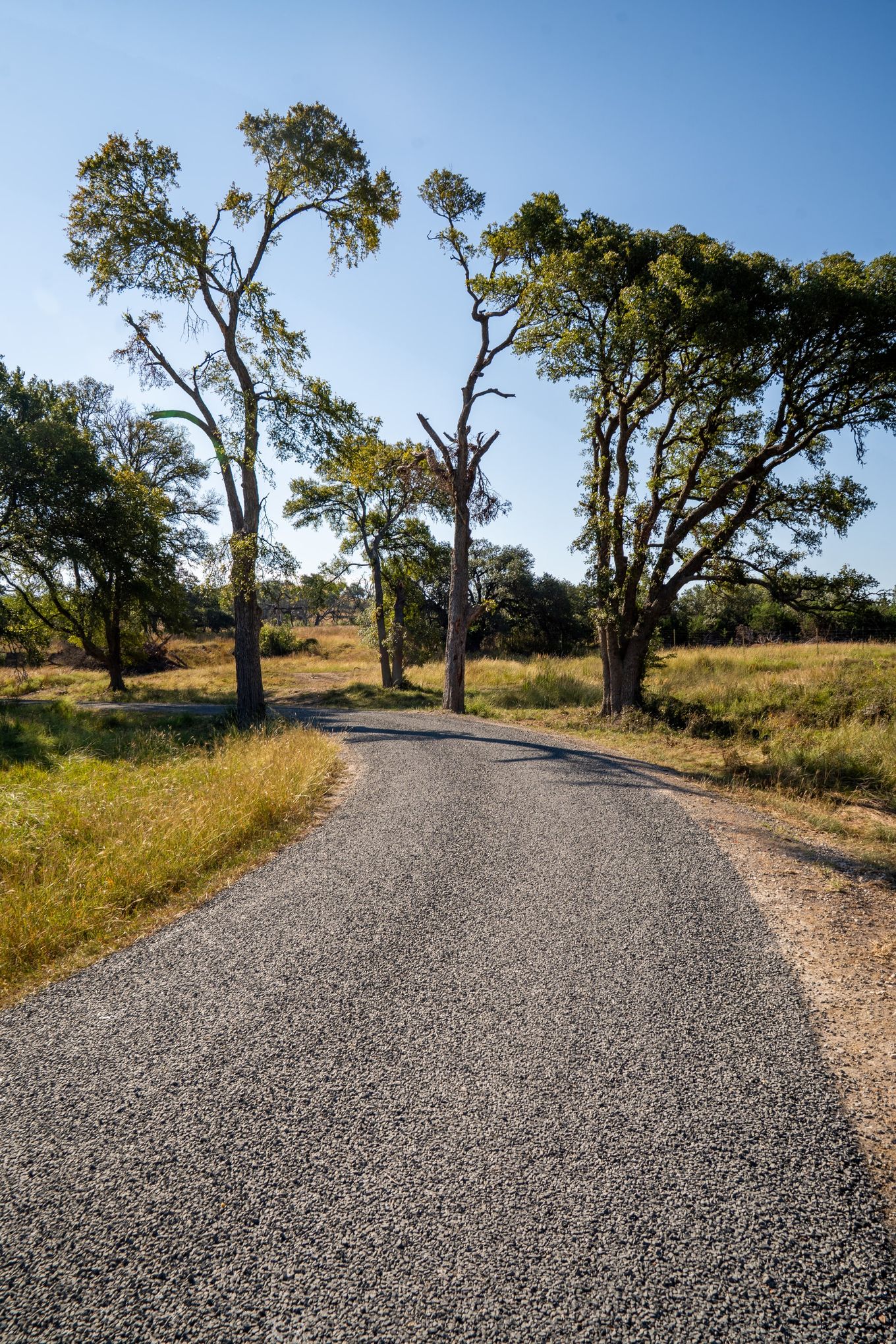 Finished aggregate road passing between mature trees