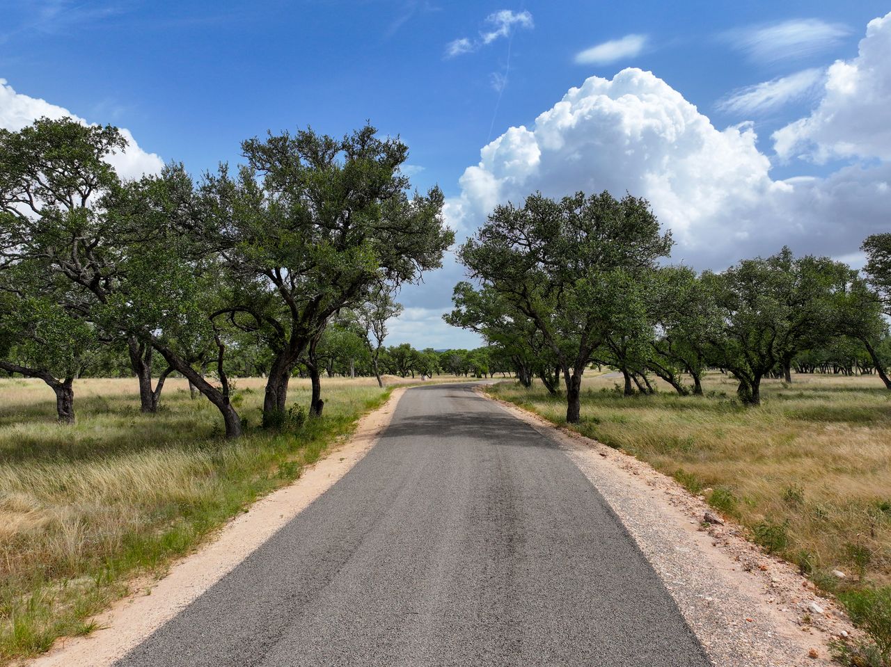 Finished chip-seal road beneath mature trees