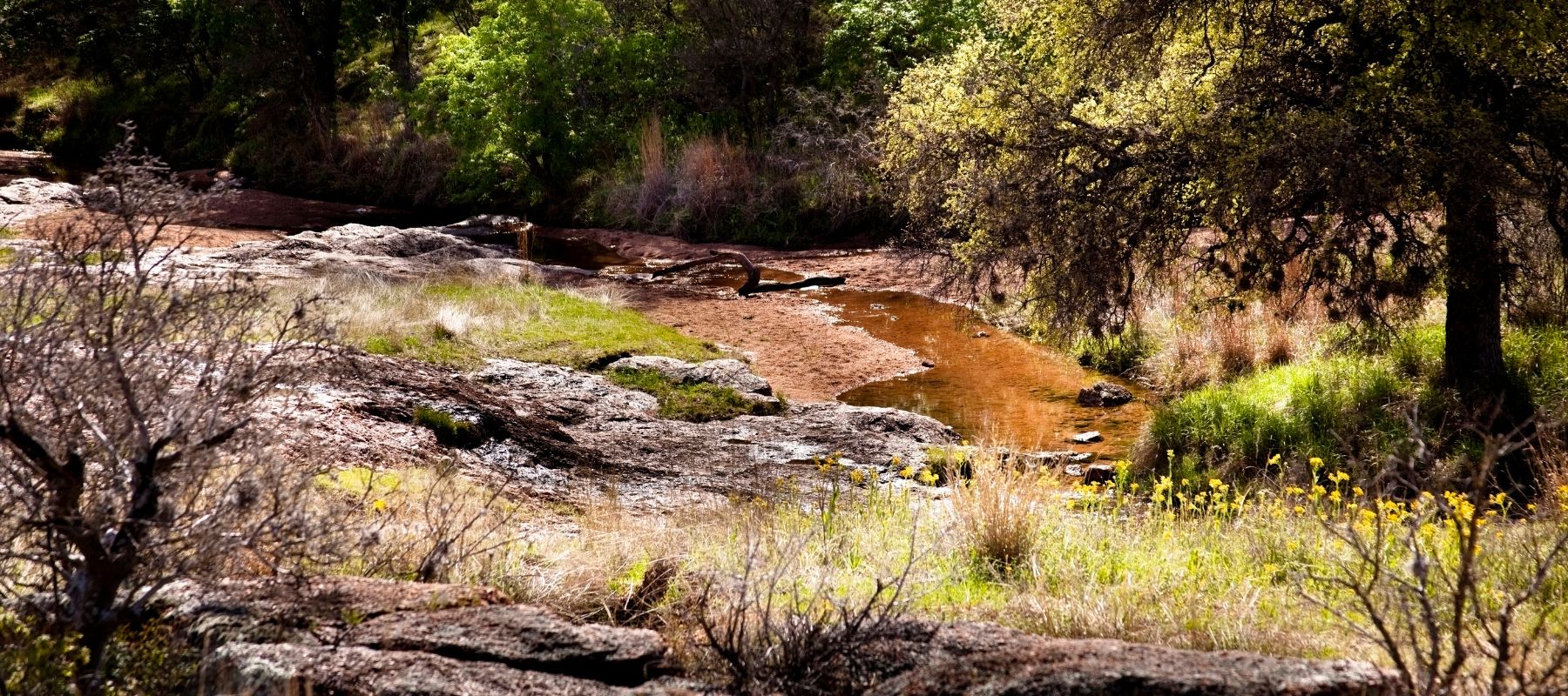 a wooded creek in the texas hill country on a bright sunny day